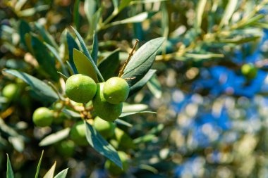 Zeytin fidanlığı, büyük yeşil zeytin meyveleri...