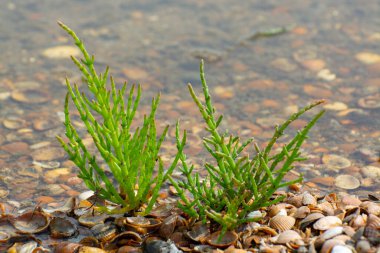 Salicornia edible plants growing in salt marshes, beaches, and mangroves, named also glasswort, pickleweed, picklegrass, marsh samphire, mouse tits, sea beans, samphire greens or sea asparagus.