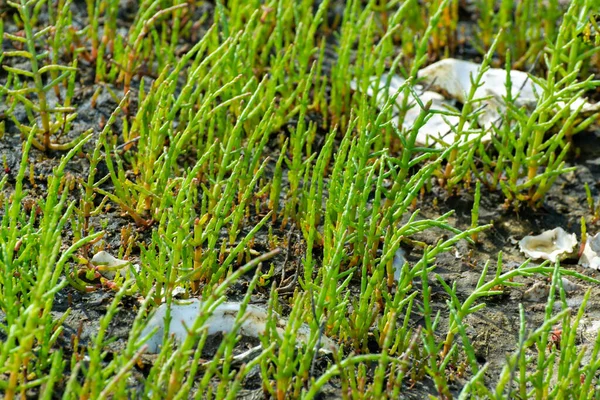 Salicornia edible plants growing in salt marshes, beaches, and mangroves, named also glasswort, pickleweed, picklegrass, marsh samphire, mouse tits, sea beans, samphire greens or sea asparagus.