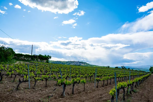 Produção Vinho Rosa Tinto Branco Perto Pequena Cidade Lacoste Luberon — Fotografia de Stock