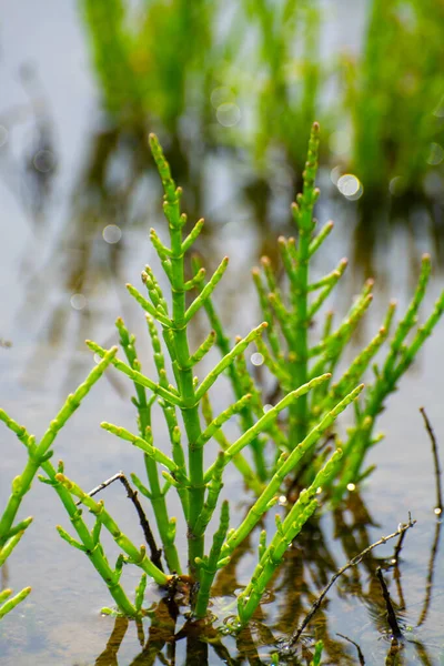 Salicornia Edible Plants Growing Salt Marshes Beaches Mangroves Named Also — 스톡 사진