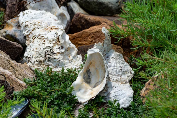 Gusci Ostriche Bianche Selvatiche Acqua Salata Nei Pressi Goedereede Zelanda — Foto Stock