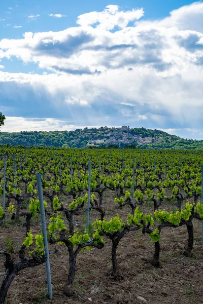 Produzione Vino Rosato Rosso Bianco Vicino Alla Piccola Città Lacoste — Foto Stock