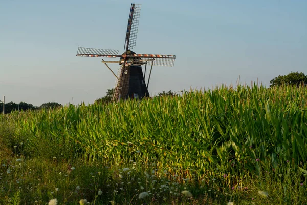 네덜란드 브라반트에 옥수수 옥수수 — 스톡 사진