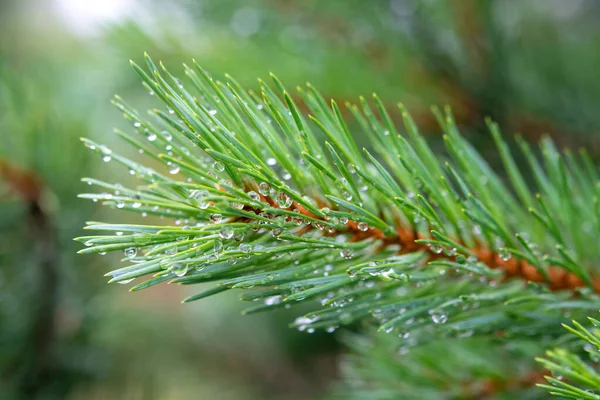 Rama Joven Pino Verde Con Muchas Gotas Lluvia Cerca — Foto de Stock