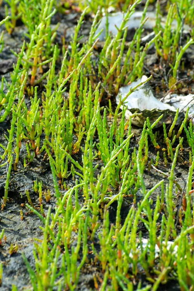 Salicornia Plantas Comestíveis Que Crescem Pântanos Salgados Praias Manguezais Nomeados — Fotografia de Stock