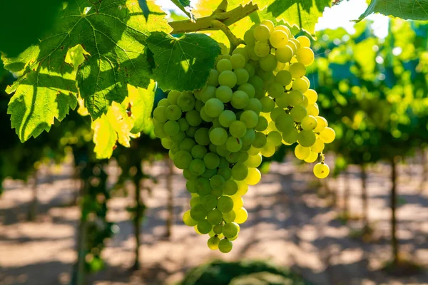意大利拉齐奥的葡萄园 生长着白葡萄酒葡萄 意大利的夏敦纳伊和马尔瓦西亚葡萄 — 图库照片