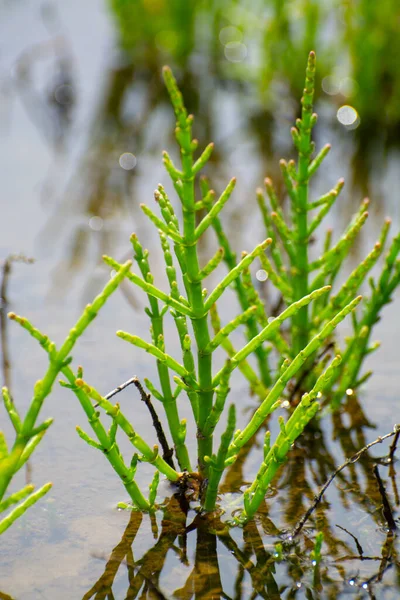 Salicornia Edible Plants Growing Salt Marshes Beaches Mangroves Named Also — Stock fotografie