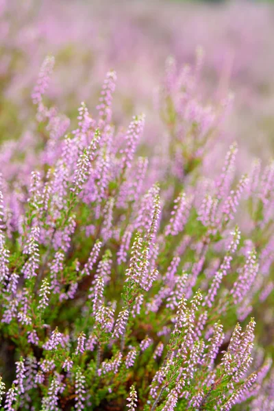 Blossom Heather Plant Kempen Forest Brabant Netherland Close — Stock Photo, Image