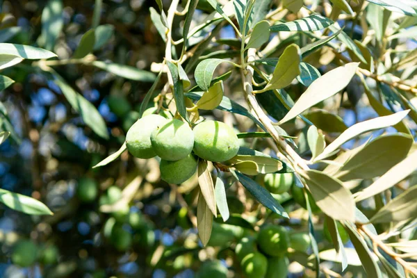 Olive Tree Plantation Big Green Olives Fruits Close — Stock Photo, Image