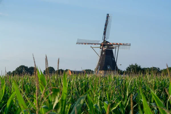 네덜란드 브라반트에 옥수수 옥수수 — 스톡 사진