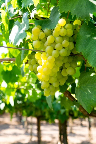 ラツィオ イタリア シャルドネ マルヴァジアのブドウ畑で栽培されている白ワインのブドウ畑 — ストック写真