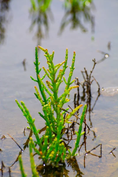 Salicornia Edible Plants Growing Salt Marshes Beaches Mangroves Named Also — Stock Fotó