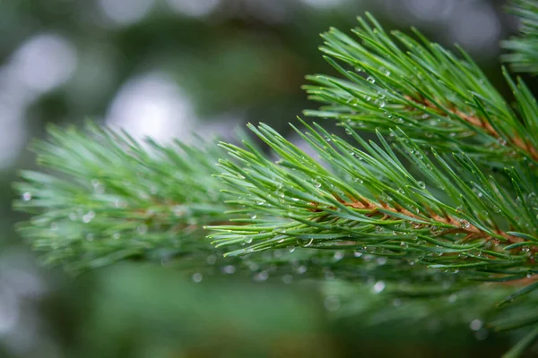 빗방울 소나무의 가지가 가까이 — 스톡 사진