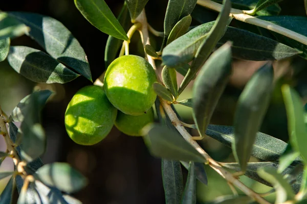 Olive tree plantation, big green olives fruits close up