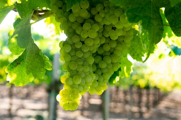 Vinha Com Uvas Vinho Branco Crescimento Lazio Itália Uvas Chardonnay — Fotografia de Stock