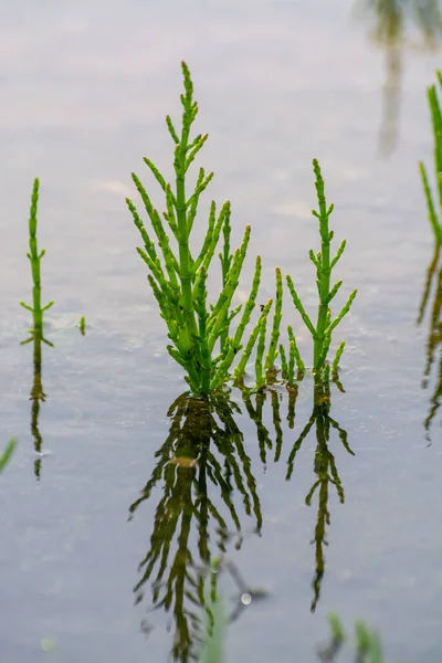 Salicornia edible plants growing in salt marshes, beaches, and mangroves, named also glasswort, pickleweed, picklegrass, marsh samphire, mouse tits, sea beans, samphire greens or sea asparagus.