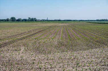 Güneşli bir günde genç yeşil mısır bitkileriyle dolu tarla