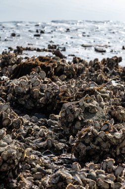Hollanda, Zeeland 'deki gelgit sırasında deniz kıyısında mevsimlik yabani istiridye kabuklu deniz hayvanı hasadı.