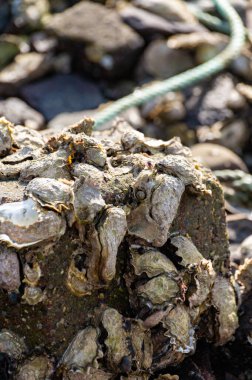 Hollanda, Zeeland 'deki gelgit sırasında deniz kıyısında mevsimlik yabani istiridye kabuklu deniz hayvanı hasadı.