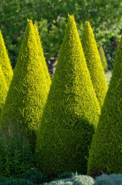 Bahçede iyi yetiştirilmiş yeşil konik thuja kozalaklı ağaçlar