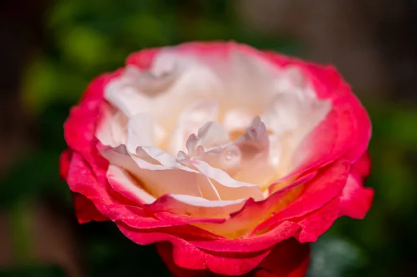 Flor Branco Vermelho Hybrid Chá Nostalgie Duplo Prazer Florista Jardim — Fotografia de Stock