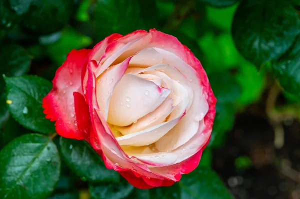 Flor Branco Vermelho Hybrid Chá Nostalgie Duplo Prazer Florista Jardim — Fotografia de Stock