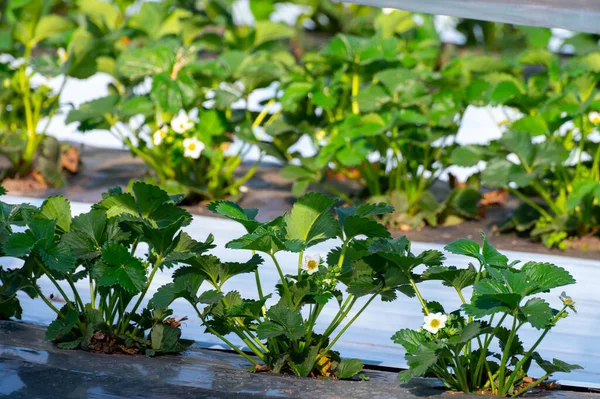 Pěstování Jahodového Ovoce Metodou Plastikářství Rostliny Rostoucí Plastovém Mulči Skleníkových — Stock fotografie