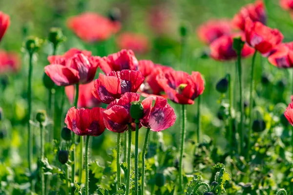 Цветение Многих Садов Красный Мак Цветы Природа Фон — стоковое фото