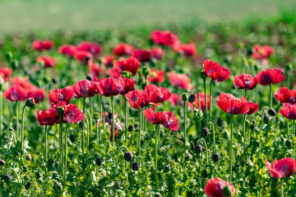 Flor Muchos Jardín Flores Amapola Roja Fondo Naturaleza — Foto de Stock