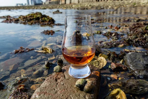 Tasting glass of Scotch whisky and sea shore background during low tide, smoky whisky pairing with oysters