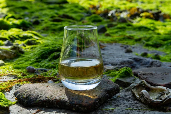 Tasting glass of Scotch whisky and sea shore background during low tide, smoky whisky pairing with oysters
