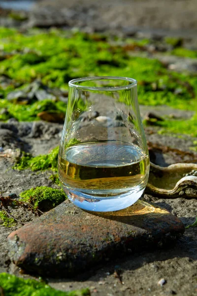 Tasting glass of Scotch whisky and sea shore background during low tide, smoky whisky pairing with oysters