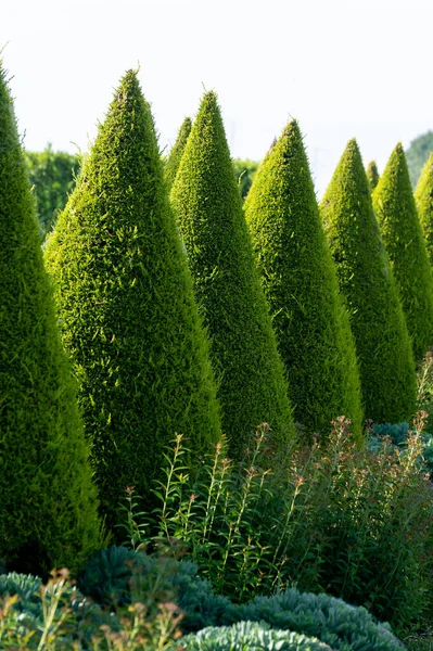 庭でよく手入れされた緑の円錐形のトゥハ針葉樹の木 — ストック写真
