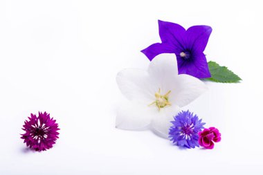 Beyaz ve mor çan çiçekleri kapanıyor, beyaz arkaplanda izole edilmiş kopyalama alanı