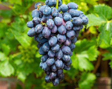 New harvest of blue, purple or red wine or table grape, bunch of ripe grape on green grape plant background clipart