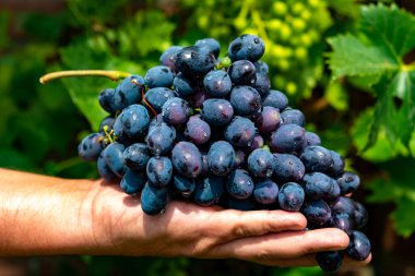 New harvest of blue, purple or red wine or table grape, hand holding bunch of ripe grape on green grape plant background