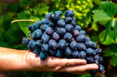 New harvest of blue, purple or red wine or table grape, hand holding bunch of ripe grape on green grape plant background clipart