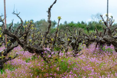 Bahar çiçekleri ve üzüm bağlarında sıralanmış şarap üzümlerinin eski gövdeleri ve genç yeşil filizleri, Yunanistan 'da şarap üretimi