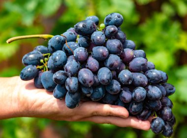 New harvest of blue, purple or red wine or table grape, hand holding bunch of ripe grape on green grape plant background clipart