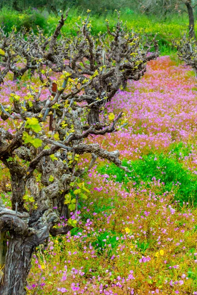 Troncos Viejos Brotes Verdes Jóvenes Plantas Uva Vino Hileras Viñedos — Foto de Stock