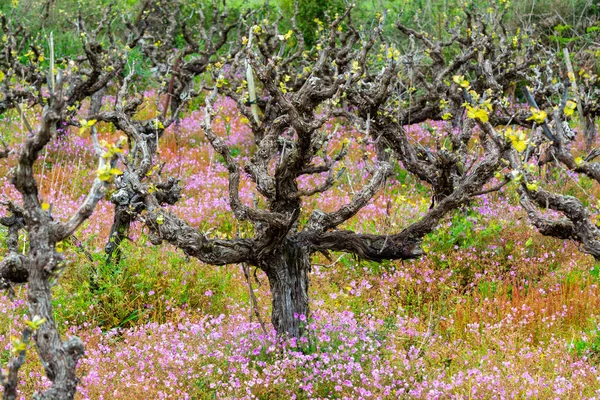 포도원 봄철에 줄줄이 늘어선 나무줄기와 그리스 에서의 포도주 — 스톡 사진