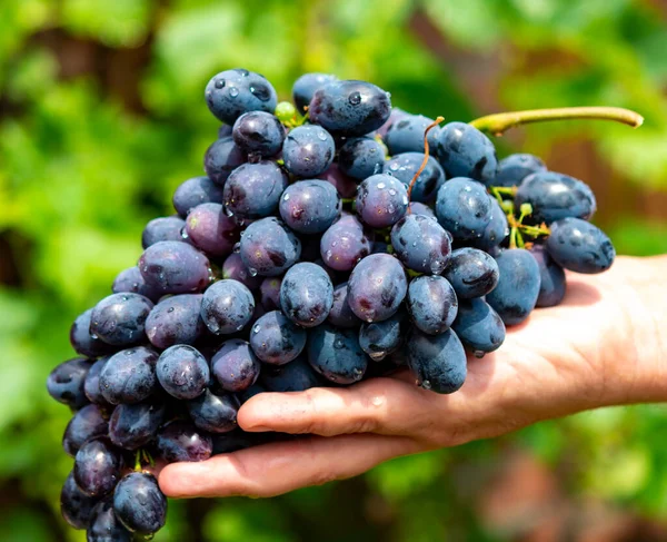 New Harvest Blue Purple Red Wine Table Grape Hand Holding — Stockfoto