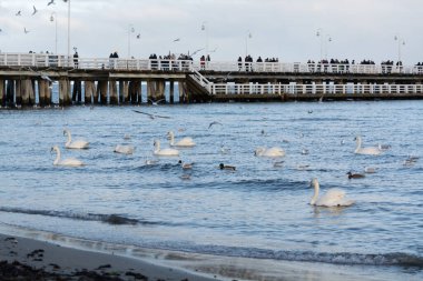 Sopot 'ta karanlık kış günleri, beyaz kuğular Baltık denizinde yüzücüler Sopot, Polonya' daki eski iskelenin yakınlarında
