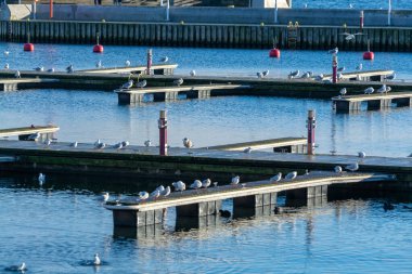 Baltık Denizi, Polonya 'da bulunan Sopot' taki ünlü eski ahşap iskelede soğuk kış günü