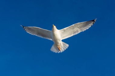 Mavi gökyüzünde uçan beyaz bir martı. Yaklaş.