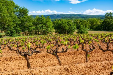 Luberon, Provence, Güney Fransa 'da gül, kırmızı ve beyaz şarap üretimi, yaz başında toprak üzerinde üzüm bağları bulunan manzara