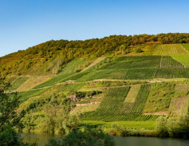 Mosel Nehri Vadisi, Almanya 'da ünlü yeşil teraslı üzüm bağları, kaliteli beyaz ve kırmızı şarap üretimi, dalgalanan
