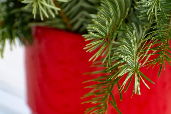 Weihnachtsbaum Grüne Tanne Roten Topf Nahaufnahme Kopierraum — Stockfoto