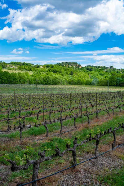 Production Rose Red White Wine Provence South France Landscape Vineyard — Stock Photo, Image